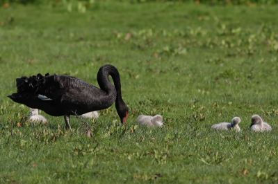 Een stel Zwarte Zwanen waken over hun kroost bij een natuurgebied bij de Nieuwe Merwede.