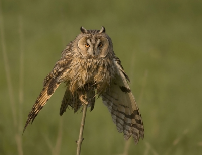 Vandaag weer even wezen kijken of ik de uil kon vinden en hij was er inderdaad nog steeds, het weer was echter slecht en de vogel was deze keer een stuk schuwer, geen foto's vandaag. Dus nog maar een van de evenwicht kunstenaar van afgelopen Maandag.