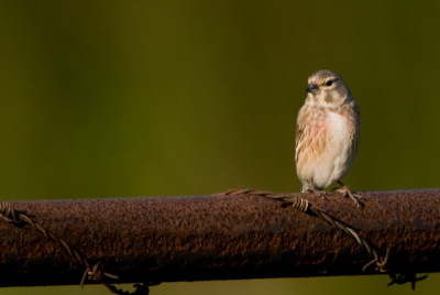 kan iemand mij vertellen wat dit is, ik vind het schitterend om foto's van vogels te schieten maar de namen ben ik echt slecht in.