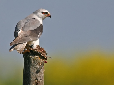 This photo was taken last week in the Tagus estuary. The victim is a Emberiza calandra.