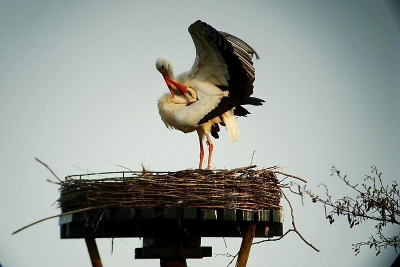 Dit verliefde ooievaarspaar hebben zo te zien elkaar al gevonden,,, maar zitten nu al in de knoop!!!!!