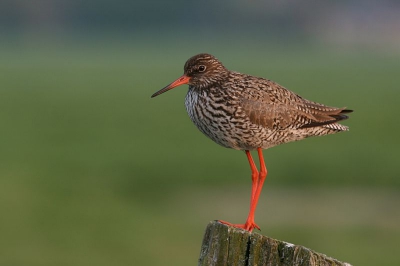 Dit mannetje tureluur hiled het vrouwtje met de jongen goed in de gaten; het licht van de avondzon geeft een mooi beeld over de kleuren van de tureluur. De afstand tot de paal befroeg ongeveer 5 meter.