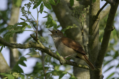 ze zijn er weer volop de nachtegalen. Een heerlijke vogel die de lente aangeeft.  Deze zat in een lijsterbes en was net te pakken