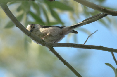 Terwijl ik vliegende Nijlganzen zat te fotograferen kwam dit vogeltje ineens aanvliegen en landde in een boompje waar ik onder zat. Even vlug een paar foto's gemaakt, waarvan dit de betere is. Helaas zat het takje er een beetje voor. 
Heeft iemand een idee welk vogeltje dit is?