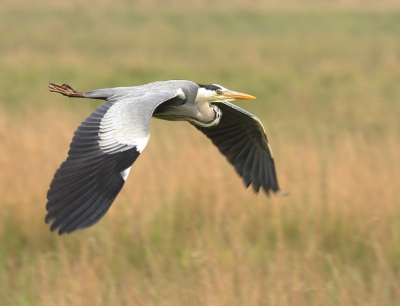 maar eens het expose to the right principe toegepast op deze vliegende blauwe reiger.
opzich is het resultaat wel leuk geworden, maar doordat de sluitertijd aanzienlijk naar beneden ging moest de ISO naar 800 en zit er dus wat ruis in de foto.

toch ben ik hier zeer tevreden mee.