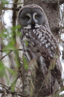 Na het bewonderen van mama uil op het nest moest het mannetje in de nabijheid zitten, na tevergeefse pogingen om hem te vinden kon Chris hem bij de derde zoektocht aanwijzen, prachtig dier, indrukwekkend!
Bleef ons mooi tam in de verte aanstaren!