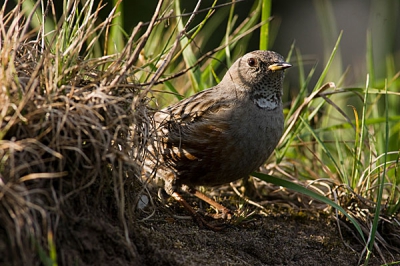 Vandaag naar Eibergen afgereisd met een paar andere vogelaars om de alpenheggenmus te kunnen zien. En hij was er gelukkig nog! Vervolgens ook nog wel een aardig plaatje kunnen maken...
Toch apart om zo'n vogeltje dat eigenlijk in de bergen boven de 1800m zou moeten zitten dan in een veldje of op het dak van een oer-Hollands huis te zien zitten. :-)