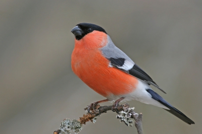 Vandaag een enorme drukte met goudvinken. Opvallend was dat de vrouwtjes de voederplaats domineerde en de mannetjes meestal gelijk weg jaagden.