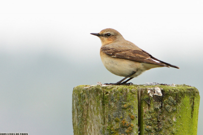 Het motregende iets, maar het licht was goed.
De vogel rende eerst wat voor mij alvorens op een paaltje te gaan zitten.
Hij bleef daar enige tijd zitten zodat ik (weliswaar op enige afstand)deze foto kon maken