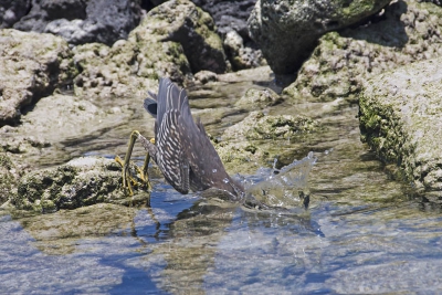 Deze mangrovereiger was heerlijk aan het vissen. Ik heb veel platen in jachthouding, maar ik vond dit toch wel een heel bijzodner moment. Je kunt zijn koppie in het water nog een beetje zien, helaas niet de vis die hij te pakken had. Hij viste op erg kleine doorschijnende visjes, die hap-slok-weg waren en niet fotografeerbaar. Grappig was ook dat hij zich steeds met zijn kop van mij afdraaide als-ie een vis te pakken had. Ik stond tot over kniehoogte in het water. Hij viste op een iets hoger gelegen plek.