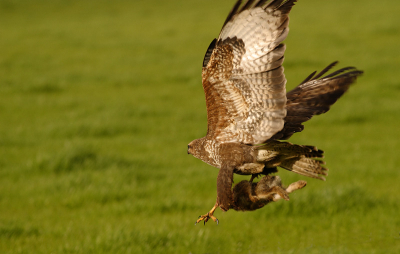 In een prachtige zeefduik vloog deze Buizerd voor mijn auto langs, pikte even verder een konijntje uit het land en vloog weer verder. Ik kon dit moment net op tijd op de gevoelige plaat vastleggen.