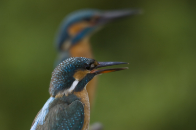 Vanochtend vroeg eruit, want vandaag zouden de eieren wel eens uit kunnen komen. Tot op heden is dat nog niet gebeurt. Wel lieten zowel vrouw als man zich even op de tak zien. Ik zat noodgedwongen aan deze kant van de tak, want anders had ik de zon fel tegen. Gebeurt dit 's avonds dan heb ik ze allebei scherp, maar dit vind ik ook leuk.