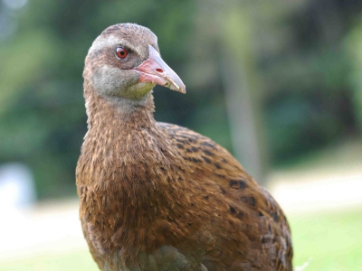 Een kleine week geleden een eerste foto van deze weka geplaatst. Voor deze tweede foto ben ik met mijn kin op de grond gaan liggen.