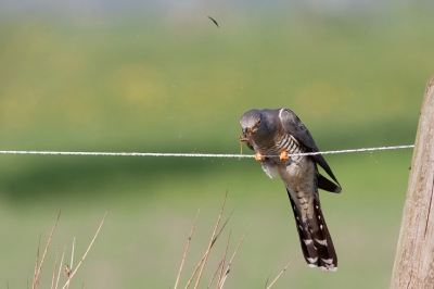 Hier nog een weergave van de koekoek welke ik vorige week langdurig in beeld had.
Op deze foto zie je goed hoe een rups wordt dood geschut.
Niet alleen de spetters zijn zichtbaar, zelf een grassprietje vliegt door de lucht.

Grt Caspar