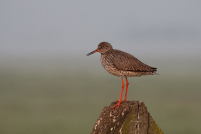 Ik ben bepaald geen ochtendmens; maar het speet mij niet vanmorgen in alle vroegte door de polder te rijden. Schitterend te zien hoe de wereld ontwaakt. Deze Tureluur is n van de vele vogels die ik heb kunnen fotograferen. Helaas het paapje waar ik voor kwam niet gezien..