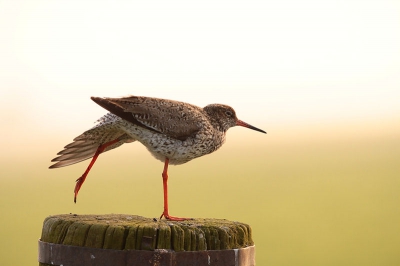 Ochtendgymnastiek voor deze tureluur. Vogels kunnen soms (?) gedrag hebben waarbij ik me afvraag: waarom doet' ie dit?