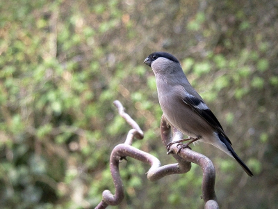 Om te laten zien wat de laatste maandopdracht ook heeft opgeleverd dit vrouwtje goudvink. Het statief heeft dagen lang in de tuin gestaan en vormde kennelijk geen enkel bezwaar. Ik ben er lekker druk mee geweest, met veel plezier.