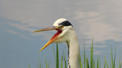 Deze blauwe reiger kwam recht voor mijn neus zitten en hij begon ineens te schreeuwen tegen een waterhoen die tegen hem schreeuwde.