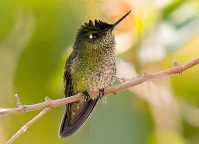 Shot from my home office window. I spend over a week trying to shoot them in flight, and then - all of a sudden - this male sat down in a tree just meters away from me. As I was shooting against the light, I got the pop-up to provide the needed fill-in.