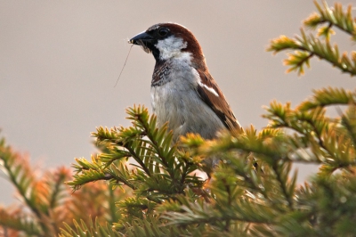 De huismus 'kruipt' door onze heg in de tuin op zoek naar insectjes. En als de missie is geslaagd laat hij bovenop de heg even de buit zien.