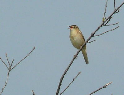 Beeld van 2008.

Deze rietzanger keerde na z'n zangvluchtjes steeds op dezelfde plaats terug, hierdoor kreeg ik goed de gelegenheid m'n camera op deze plaats scherp te stellen.