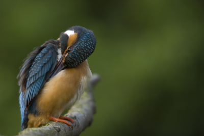Een geweldig moment als een ijsvogel met zo'n snavel zijn verenkleed even poetst.