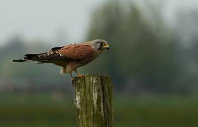 Hij is zo ontzettend mooi van kleur vind ik. Hij zat net zijn laatste stukje diner naar binnen te werken toen ik langs kwam rijden.