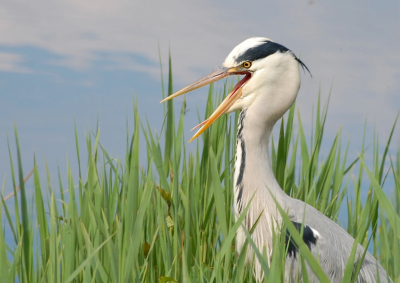 Ik ben op pad geweest naar de jagersplas. Wat een dag! deze blauwe reiger ging naast me zitten en begon me toch een partij te schreeuwen!!!