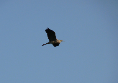 Op een mooie zonnige dag aan de waterkant kwam deze reiger mooi over de vaart aanvliegen, snel de camera erbij en hier het resultaat