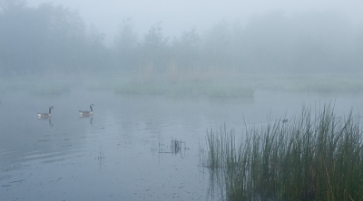 Wat een mooie ochtend afgelopen donderdag! Heel vroeg opgestaan en de zon zien opkomen in de mist. Een paartje Canadese Ganzen zwom in het dampende water. Sta je daar met je 600mm! M'n groothoek er dus op (was leuk geweest voor vorige maandopdracht).