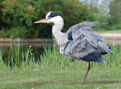 Deze blauwe reiger ging naast me staan en klopte telkens zijn veren uit. hij begon steeds te bibberen en was telkens zijn veren aan het poetsen. hier het bibber moment.