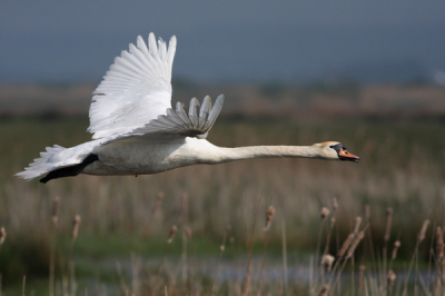 A walk along the Skjern Sea in Denmark resulted in a few Mute Swan pictures. A lot of terretorial fighting gave lots of flying swans around.