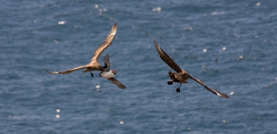 Deze grote jagers hadden het niet alleen gemunt op de prooi van andere vogels maar ook op de papegaaiduikers.

Helaas is de foto technisch niet helemaal goed, maar ik moest dan ook snel reageren (een foto uit een serie van 6).