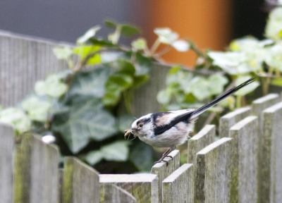 Ineens waren daar 2 staartmeesjes in onze tuin. Gelukkig lag deze keer de camera op de keuken tafel.
Deze is nog het beste gelukt. Hij is door het raam genomen.