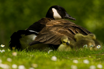 Op verzoek, nu de hele familie in beeld.
Na enig geduld op de buik in de ganzenstront.
