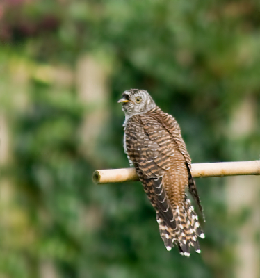 At the time it seemed to be not at all worried about humans being around. Could get to within 15 meters of the bird. Another cuckoo had appeared here in 2007 too.