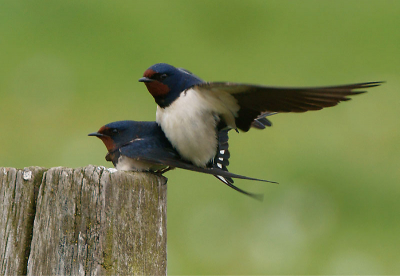 Gewoon geluk hebben. Vorig jaar lukte het niet om op de juiste plaats en tijd aanwezig te zijn. Een mooie serie (beeldverhaal) kunnen maken van deze vogelbezigheden. Gekozen voor deze foto omdat dit het moment is van de afsprong na de paring. Opvallend vond ik dat hier de witte staartvensters zichtbaar zijn door de gespreide staart. De volgende foto 1/5 seconde erna lijkt hij mijn lens in te vliegen.
Die foto hoop ik morgen te uploaden.