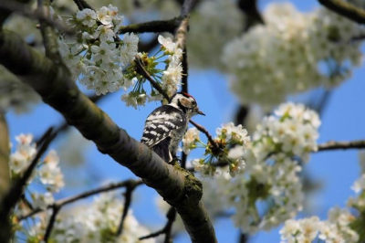 Deze vogel zat ongestoord te pikken tussen de bloesems en gaf me een kans deze voorjaarsfoto te trekken.