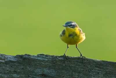 Terwijl we naar kemphanen keken kwam deze kwikstaart ineens op het hek zittenvoor een lenteachtige foto met veel groen en geel