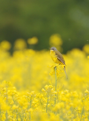 Na de fantastische foto's van de Gele Kwikstaart in het gele tulpenveld hierbij eentje in een mooi koolzaadveld (ruiken wel wat wonderlijk). Leuk om te fotograferen! Lijkt wel alsof ze zich prettiger voelen in een omgeving die een beetje goed bij ze kleurt.