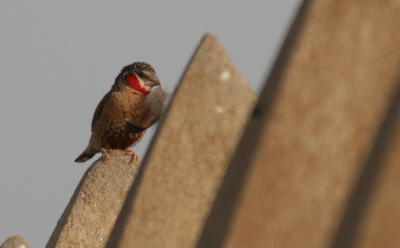 First pic of this beautiful bird on BP! This guy and his female were preparing their nest, so I could observe them several times, but always early in the morning.  guess they stayed in shadow during the day to avoid being in the hot sun