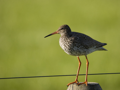 Afgelopen maandagmorgen even het binnenveld in geweest om wat foto's te maken van weidevogels. Mooi zonnetje erbij.