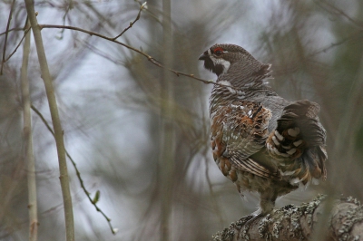 Blijven erg lastige vogeltjes om vrij te krijgen. Na lang gewacht kwam er eentje dichterbij maar bleef in een dichte struik zitten. De foto geeft wel goed zijn natuurlijke habitat aan.