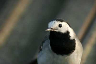Nog een foto uit de kwikstaart-reeks. Wat een schitterend prachtbeestje!!! (-:vooral als je hem heel lang op 2 meter afstand ziet:-)