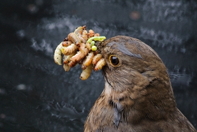 De vrouw van het merelpaar dat mij met hun drukke gedoe van mijn werk houdt draagt het meeste eten aan. De man is waakzaam, ruziet met de eksters, en zingt af en toe een deuntje. 

Ik was verbaasd wat ze hier allemaal vinden tussen de stenen. Deze foto hoort qua fauna misschien eerder op Nederpix. Maar ik was wel benieuwd wat deze friemelende (deden ze nog toen ik de foto nam) dieren eigenlijk zijn. Misschien dat iemand het weet.