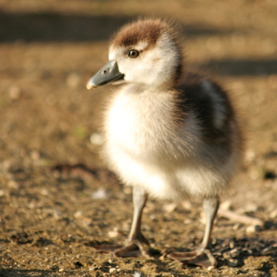 Vanavond nog een wandeling gemaakt in het lokale park. 'k Ben op mijn knien gevallen om deze kleine te kunnen portretteren.