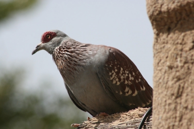A nice bird of a group of 6 I could approach really closely, they where almost as confident as our european pigeons