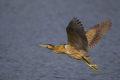 Op een half uurtje had ik alle foto's bij elkaar, hier eentje van de flight shots.