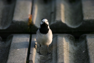 Een keer tegen de compsitieregel in: deze witte kwik staat precies in het midden, en kijkt je recht aan. Het zonnetje zorgt voor de mooie belichte zijde aan de ene kant, de schaduw aan de andere kant.