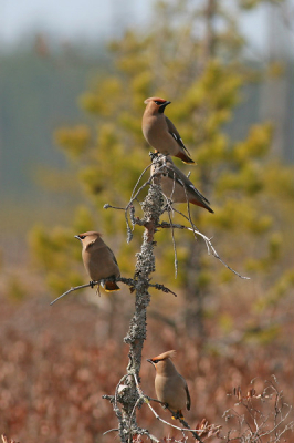 Vandaag vonden we een groep van ongeveer 80 pestvogels in een moeras gebied fouragerend op veenbes. De vogels zaten vaak op de grond en waren niet echt op de foto te zetten. Maar voordat ze gingen landen zaten ze vaak met een groepje op een dwergdennetje (in dit geval een dode).
